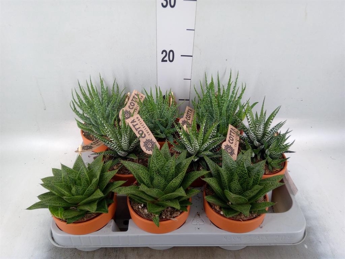 <h4>Aloe   ...mix</h4>