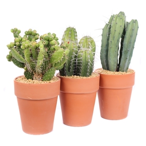 Cactus canarias mix 17 cm in terracotta vaaspot en stenen