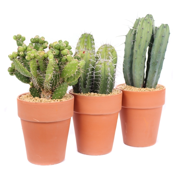 <h4>Cactus canarias mix 17 cm in terracotta vaaspot en stenen</h4>