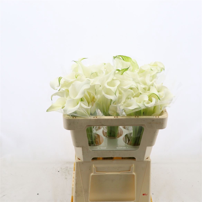 <h4>Calla Whitehorse | Dubbelbloemig</h4>