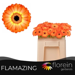 GE MI FLAMAZING