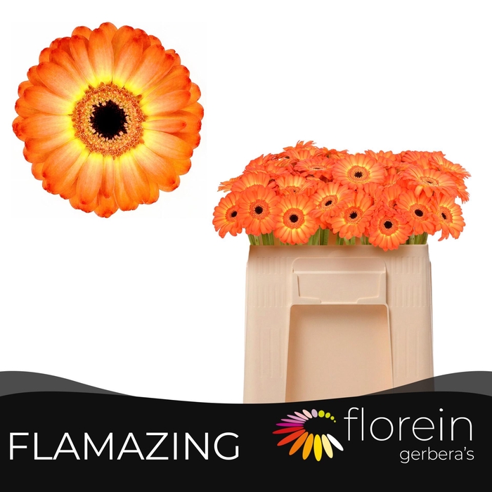 <h4>GE MI FLAMAZING</h4>