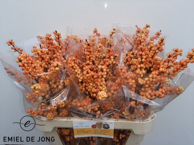 <h4>Ilex Ve Ilexia Julia</h4>