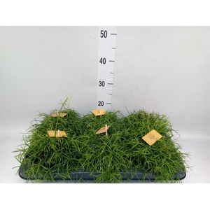 Rhipsalis   ...