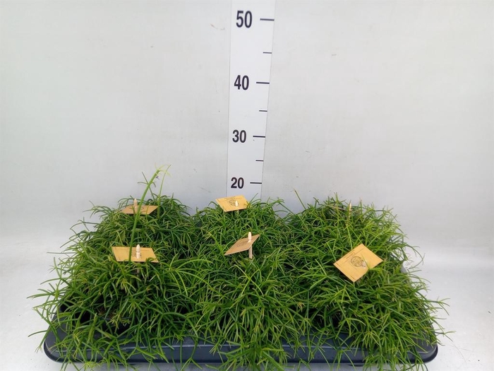 <h4>Rhipsalis   ...</h4>