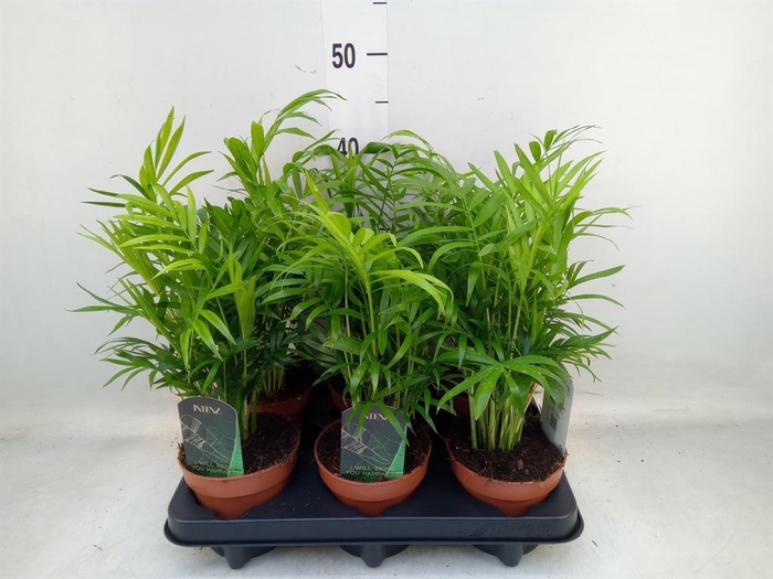 <h4>Chamaedorea elegans</h4>