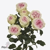 Rosa spray gelato