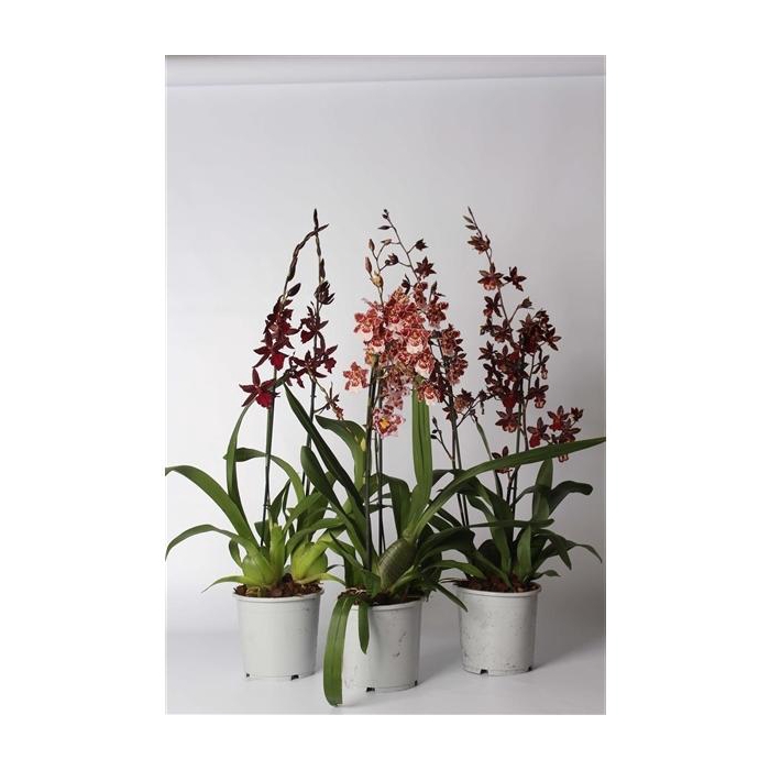 <h4>Cambria toef mix 2 tak 17 cm</h4>