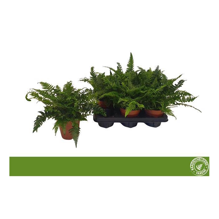 <h4>Polystichum Tsussimense 12Ø 30cm</h4>