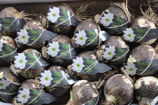 <h4>Bloembol Hippea Wit X 18</h4>