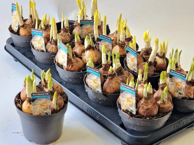 <h4>NARC D BRIDAL CROWN</h4>