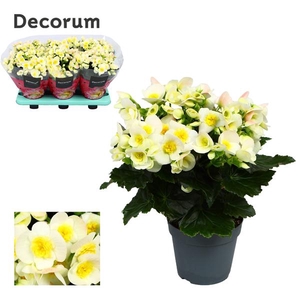 Begonia Valentino White