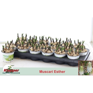 MUSCAR ESTHER