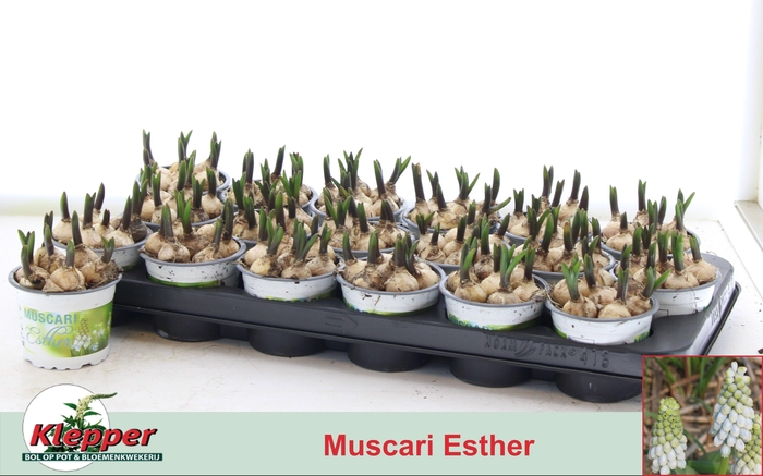 <h4>MUSCAR ESTHER</h4>