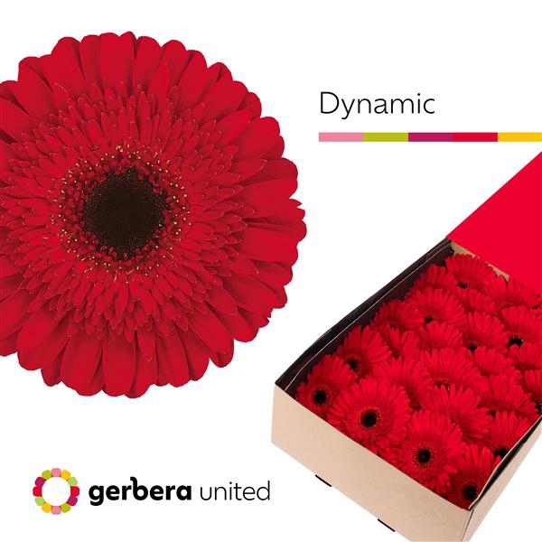 <h4>Ge Gr Dynamic Box United</h4>