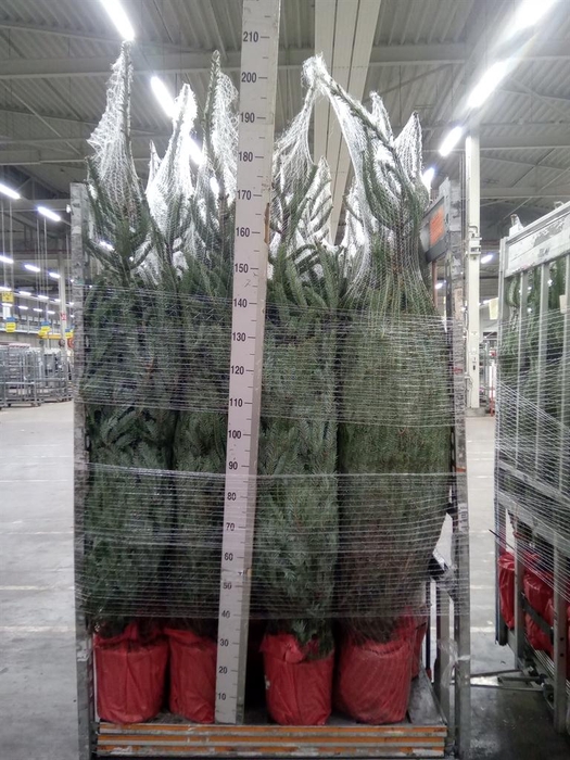 <h4>Abies fraseri</h4>