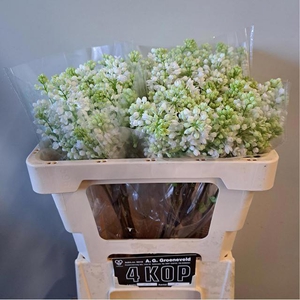 SYR V MME FL STEPMAN