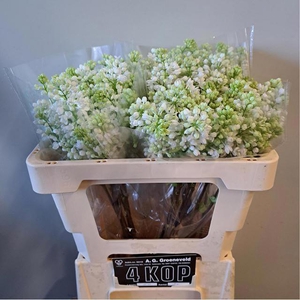 SYR V MME FL STEPMAN