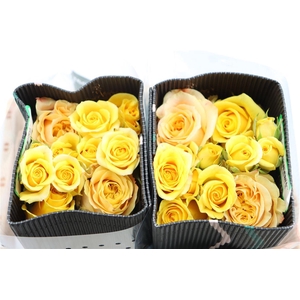 R Gr Mix Special Yellow