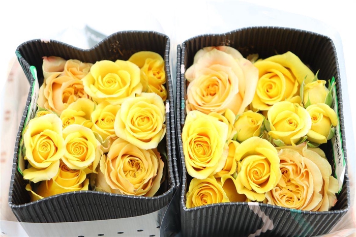 <h4>R Gr Mix Special Yellow</h4>