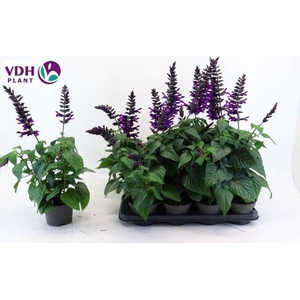 SALVIA PURPLE BLOOM