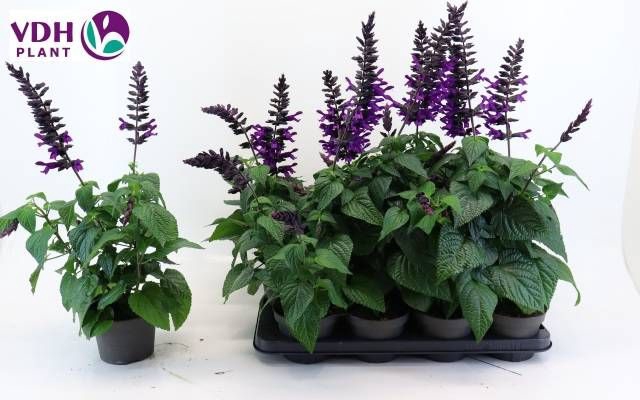<h4>SALVIA PURPLE BLOOM</h4>