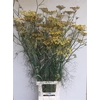 . Organic Foeniculum Vulgare