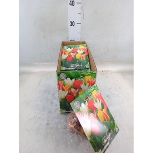 Tulipa   ...flowerbulbs