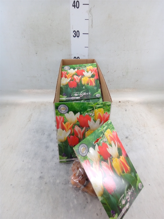 <h4>Tulipa   ...flowerbulbs</h4>