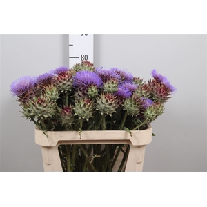 Cynara Cardunculus