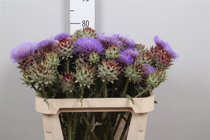<h4>Cynara Cardunculus</h4>
