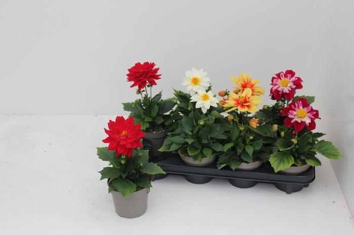 <h4>DAHL L ME GEM</h4>