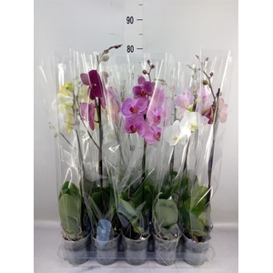 Phalaenopsis   ...mix  5