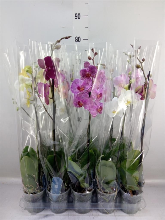 <h4>Phalaenopsis   ...mix  5</h4>