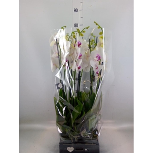 Phalaenopsis  'Red Lips'