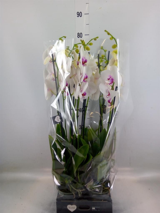 <h4>Phalaenopsis 'Red Lips'</h4>