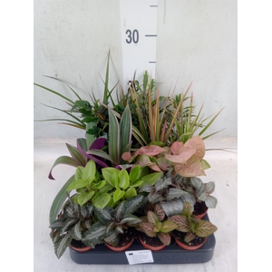 Planten  ..mix