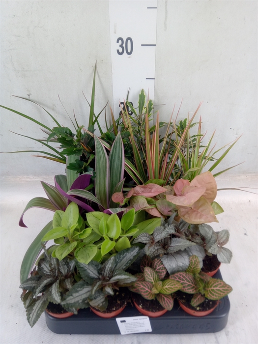 <h4>Planten  ..mix</h4>