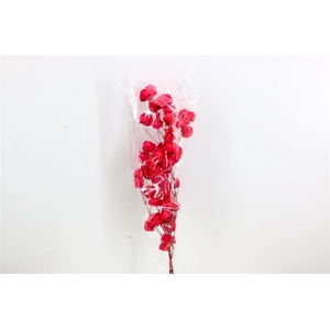 Dried Bougainvillea X5 55cm Cerise Bunch