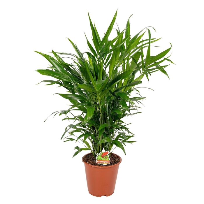 <h4>Chamaedorea cataractarum</h4>