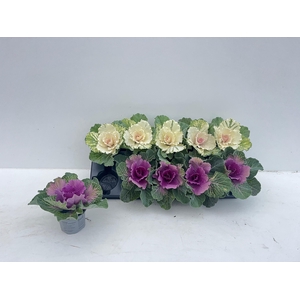 BRASSICA (SIERKOOL)