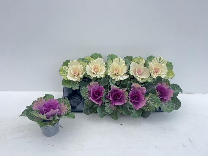 <h4>BRASSICA (SIERKOOL)</h4>