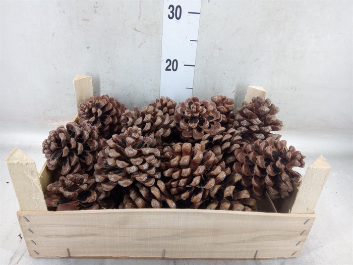 <h4>Decoratieve materialen   ...H%</h4>