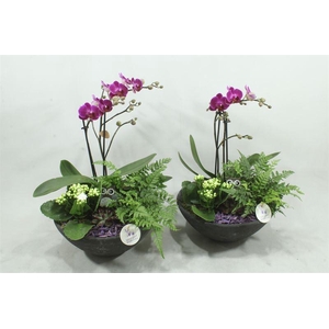 arr2 SPP PE012 EBBI MEDIUM PURPLE