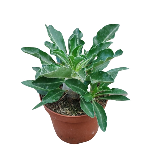 <h4>Pachypodium Saundersii</h4>