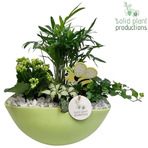 CH005 Eyleen Light Green