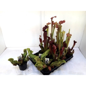 SARRACENIA OV