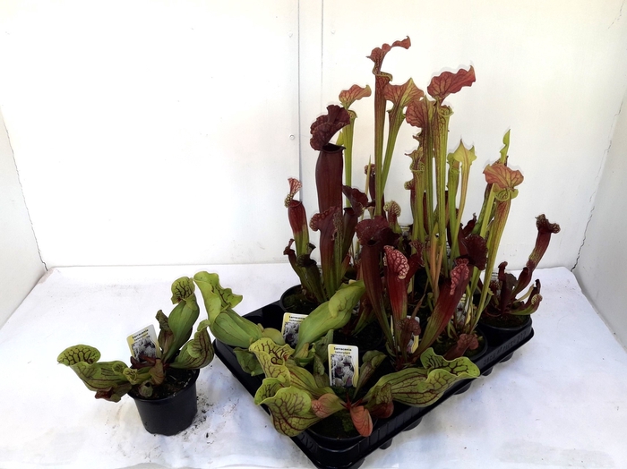 <h4>SARRACENIA OV</h4>