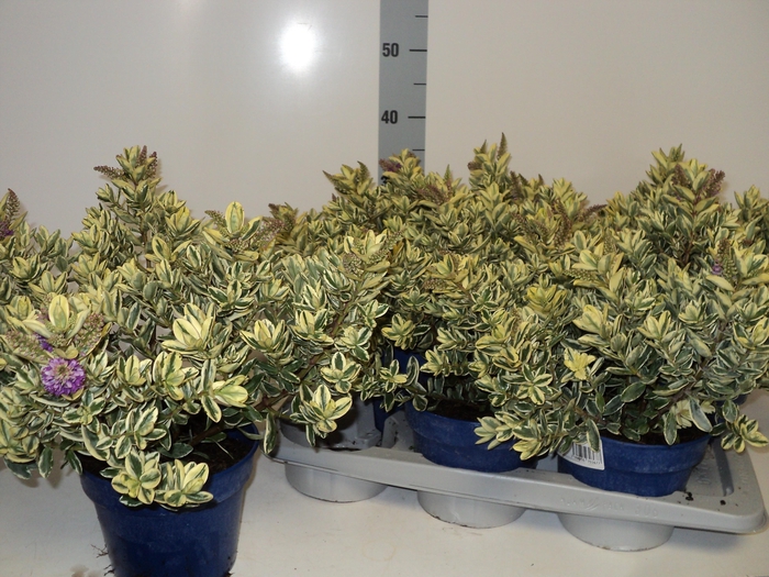 <h4>HEBE AND VARIEGATA</h4>
