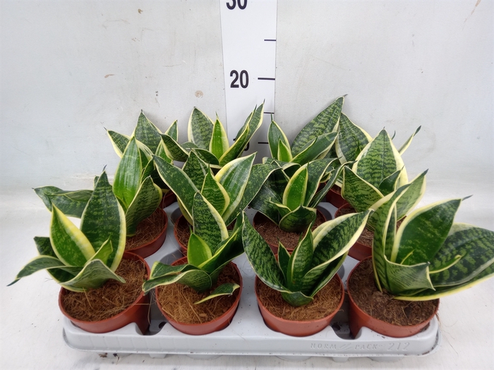 <h4>Sansevieria trifa. 'Golden Hahnii'</h4>